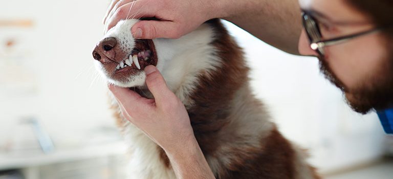 dentes cães e gatos